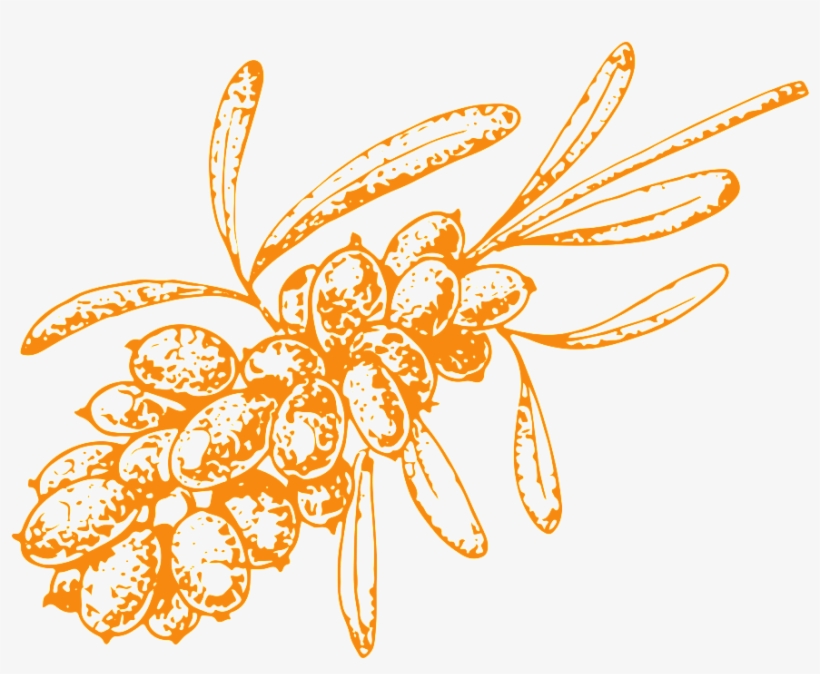 Hand Drawn Vegetables Transparent Vegetables, transparent png #8720094
