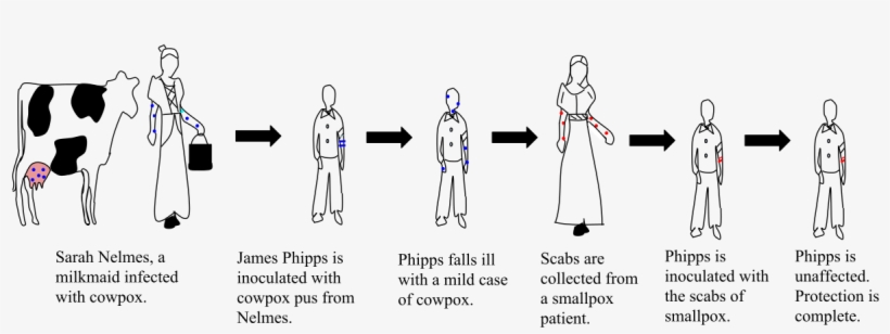 Edward Jenner- Smallpox - Experimento De Edward Jenner, transparent png #8722068