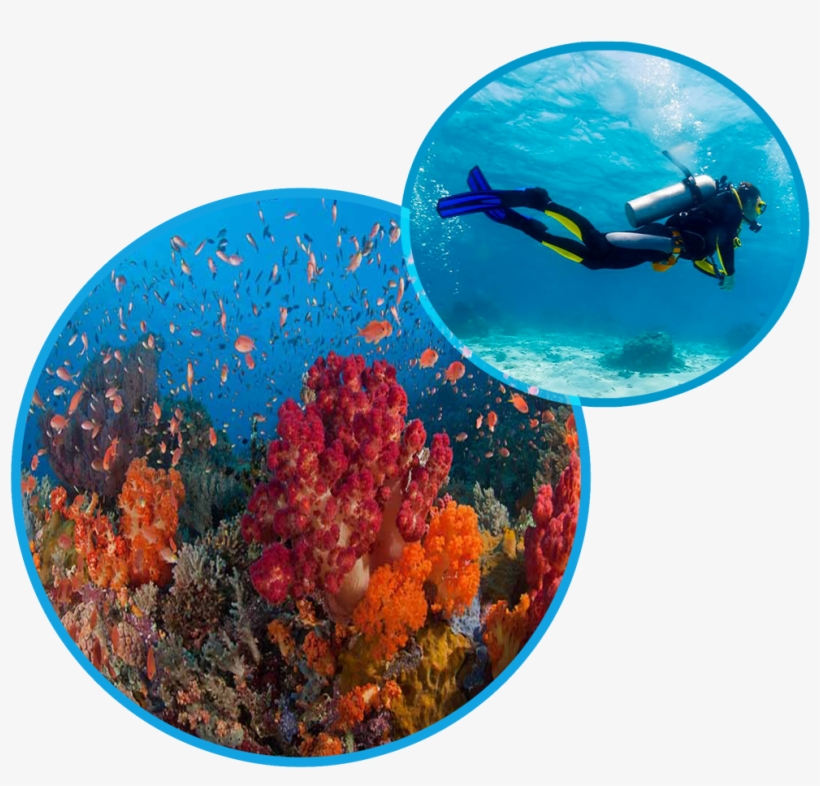 Illustration, transparent png #8723754