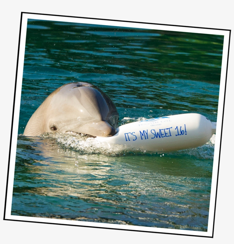Enter To Win Discovery Cove's Splashy Sweet - Bottlenose Dolphin, transparent png #8724096