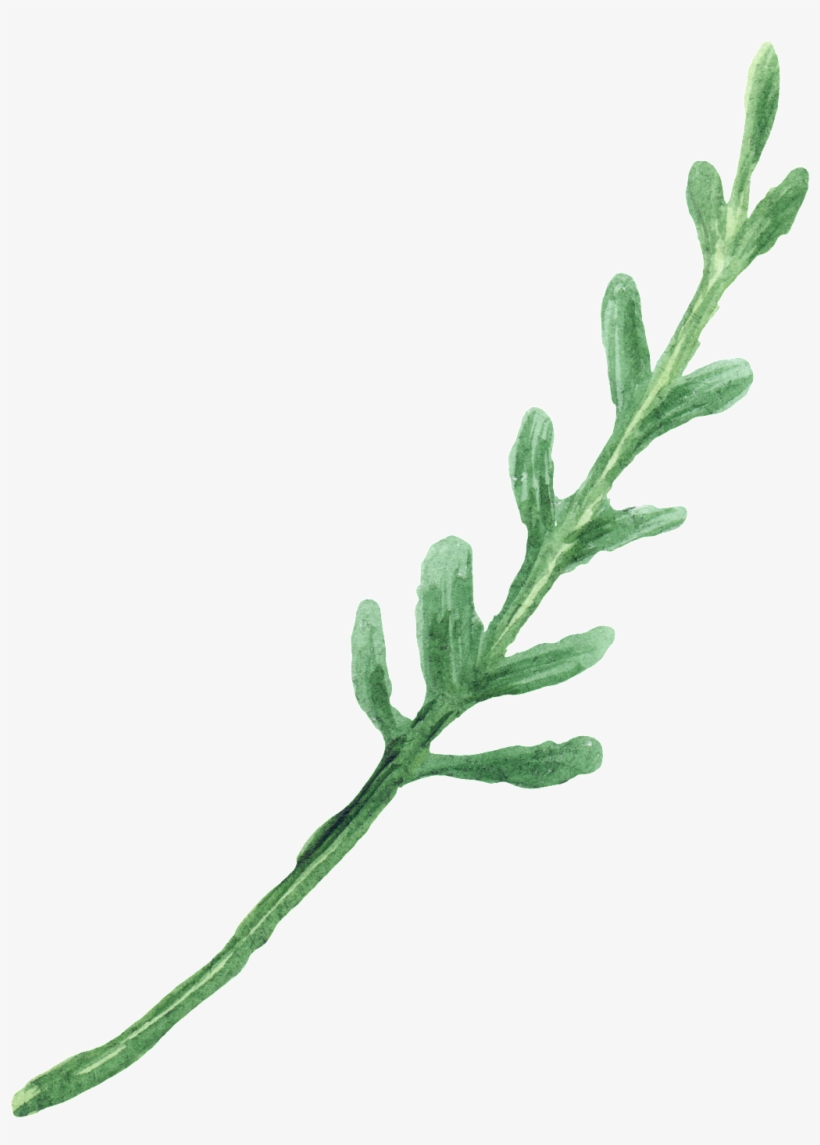 Water Green Foliage Transparent Decorative, transparent png #8727199