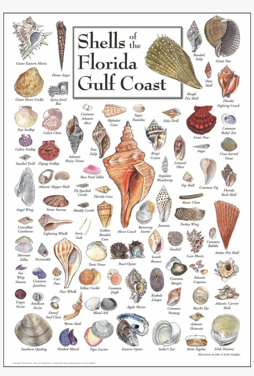 Shells Of Florida's Gulf Coast Poster - Florida Gulf Seashell Identification, transparent png #8728591