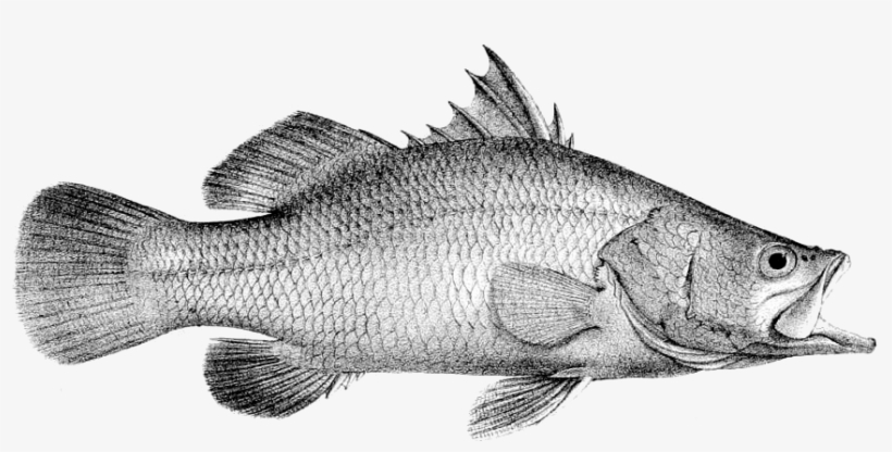 Lates Calcarifer - Perch, transparent png #8729026