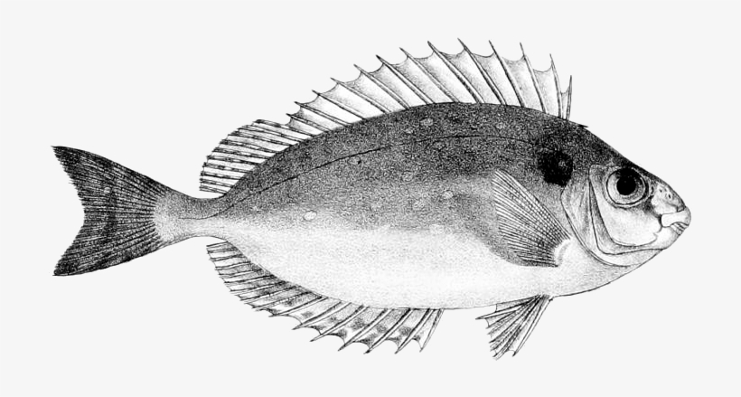 Siganus Canaliculatus, transparent png #8729184