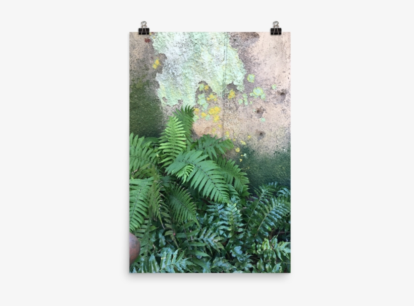 Ferns Print, transparent png #8729523