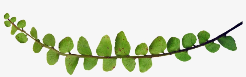 Fern, Small Leaf, Plant - Stock.xchng, transparent png #8729611
