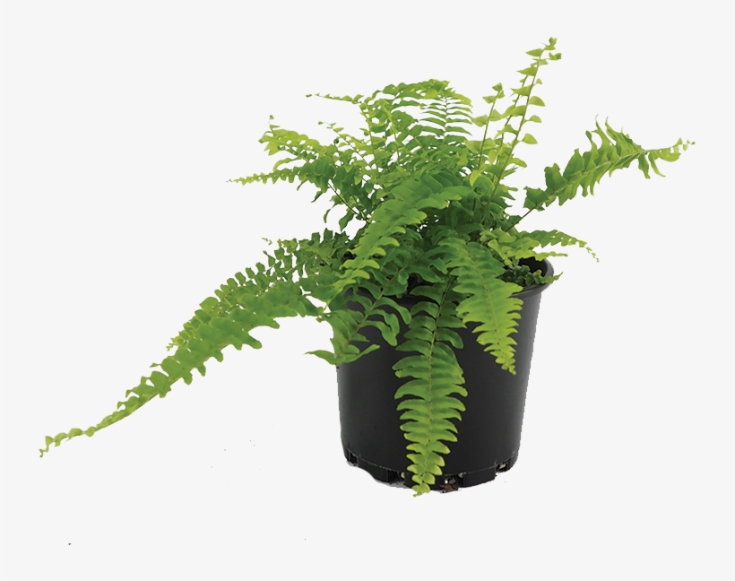 Boston Fern - Ostrich Fern, transparent png #8729671