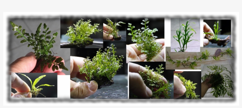 Bonsai, transparent png #8729971