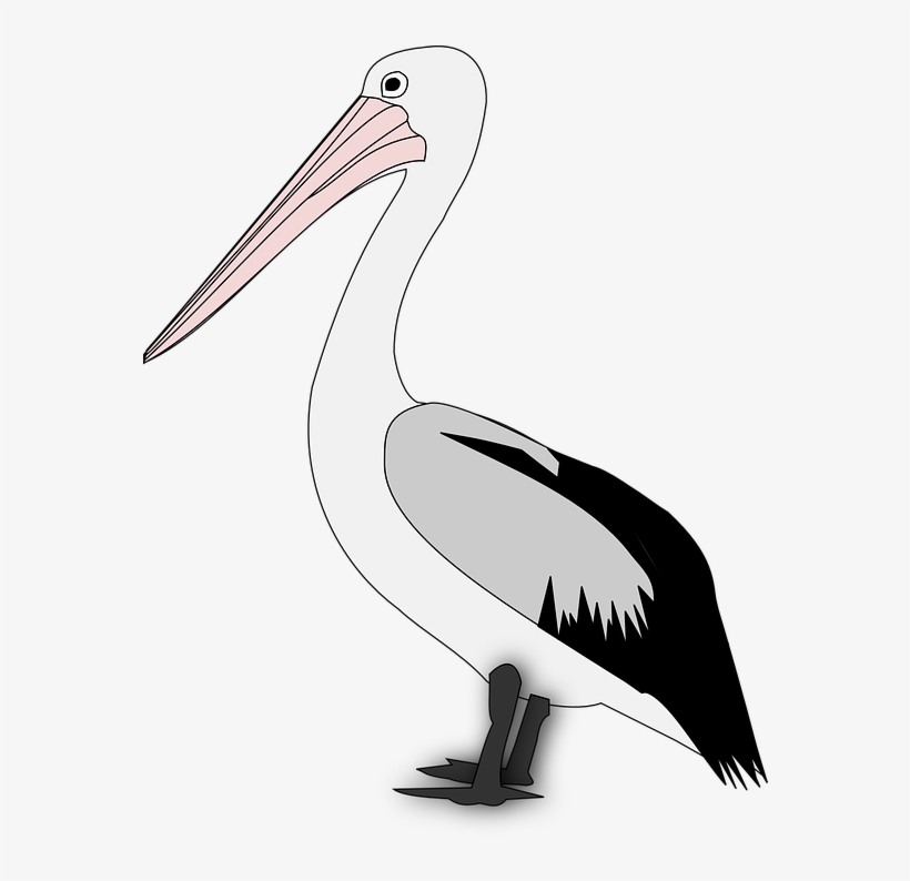 Pelican Png Transparent - Pelican Graphics, transparent png #8732050