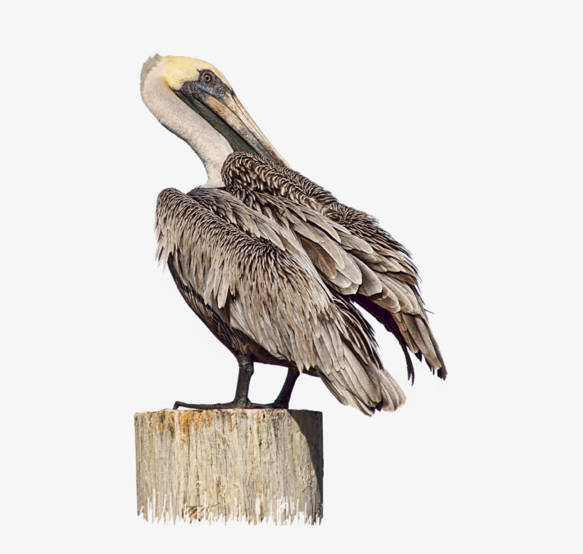 Click And Drag To Re-position The Image, If Desired - Brown Pelican, transparent png #8733052
