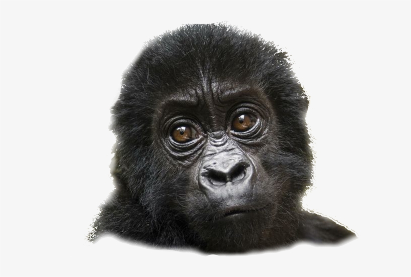Mountain Gorilla, transparent png #8733529