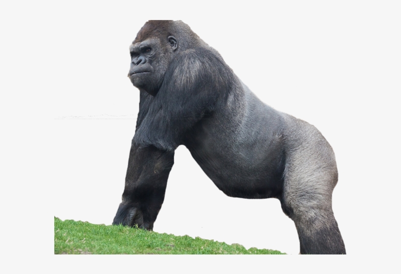 Gorilla Sanctuary - Western Lowland Gorilla, transparent png #8733804