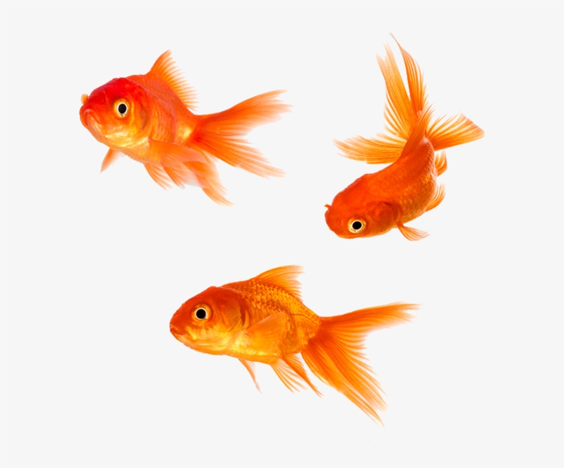 Goldfish Png, transparent png #8734526