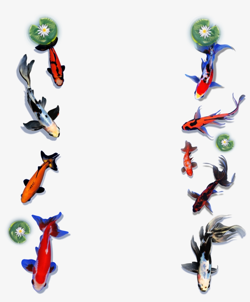 Koi To The World Offers A Wide Variety Of Goldfish - Animal Figure, transparent png #8734815