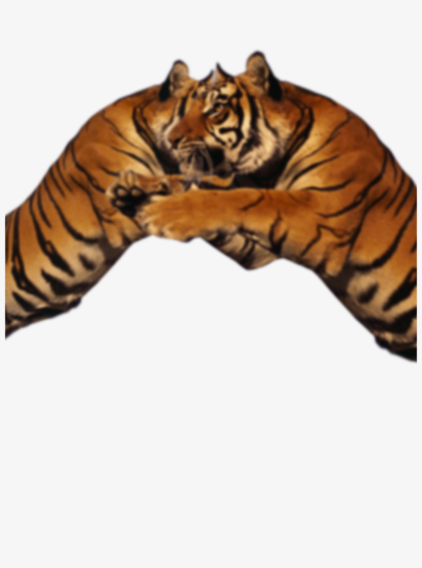 Lion Duo Png Visual Tiger Face Mask Editing - Tiger, transparent png #8734975