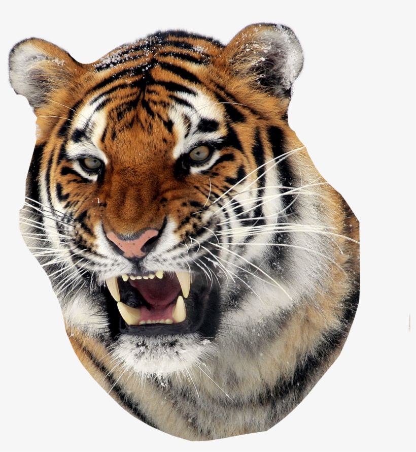 Tiger Sticker - Tiger Steps Back Quote, transparent png #8735490