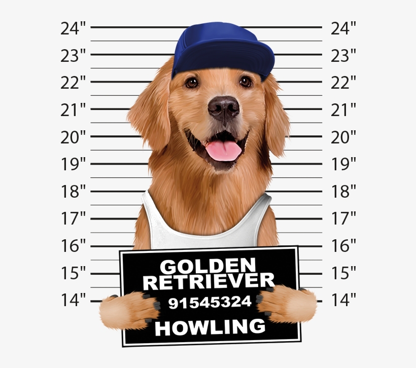 Golden Retriever Mugshot - Dog Mugshots, transparent png #8738210