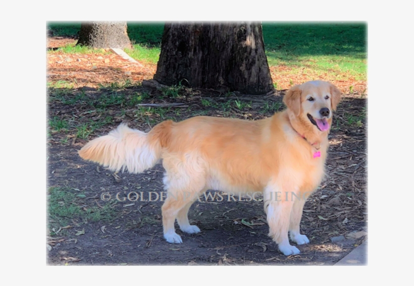 Donate To Petrescue - Golden Retriever, transparent png #8738433