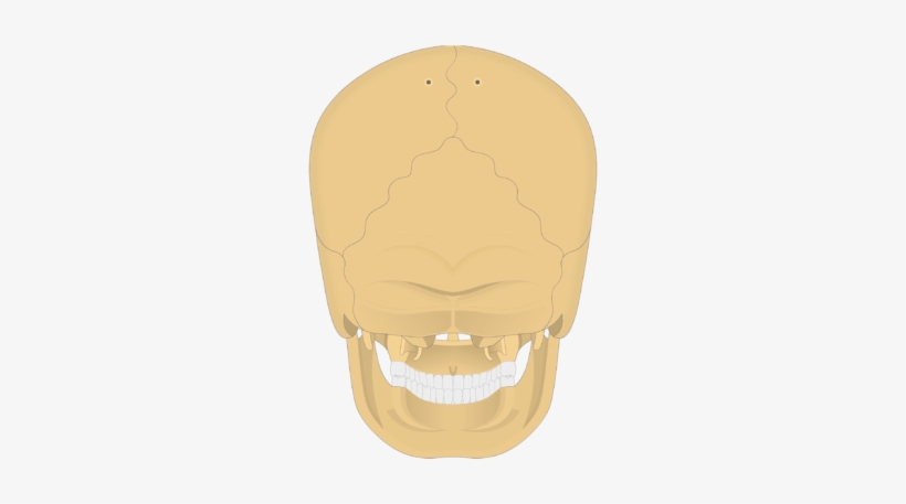 Skull, transparent png #8740060