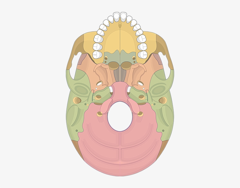 Bone Markings Quiz Bones View Featured Image - Pterygoid Process, transparent png #8740146
