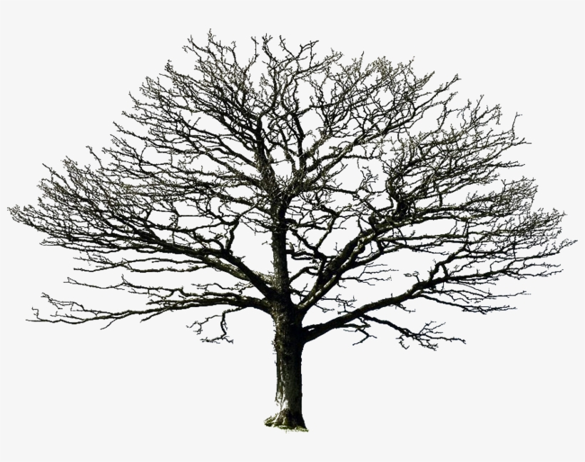 Bare Tree Png By Doloresminet - Bare Tree Png, transparent png #8740275