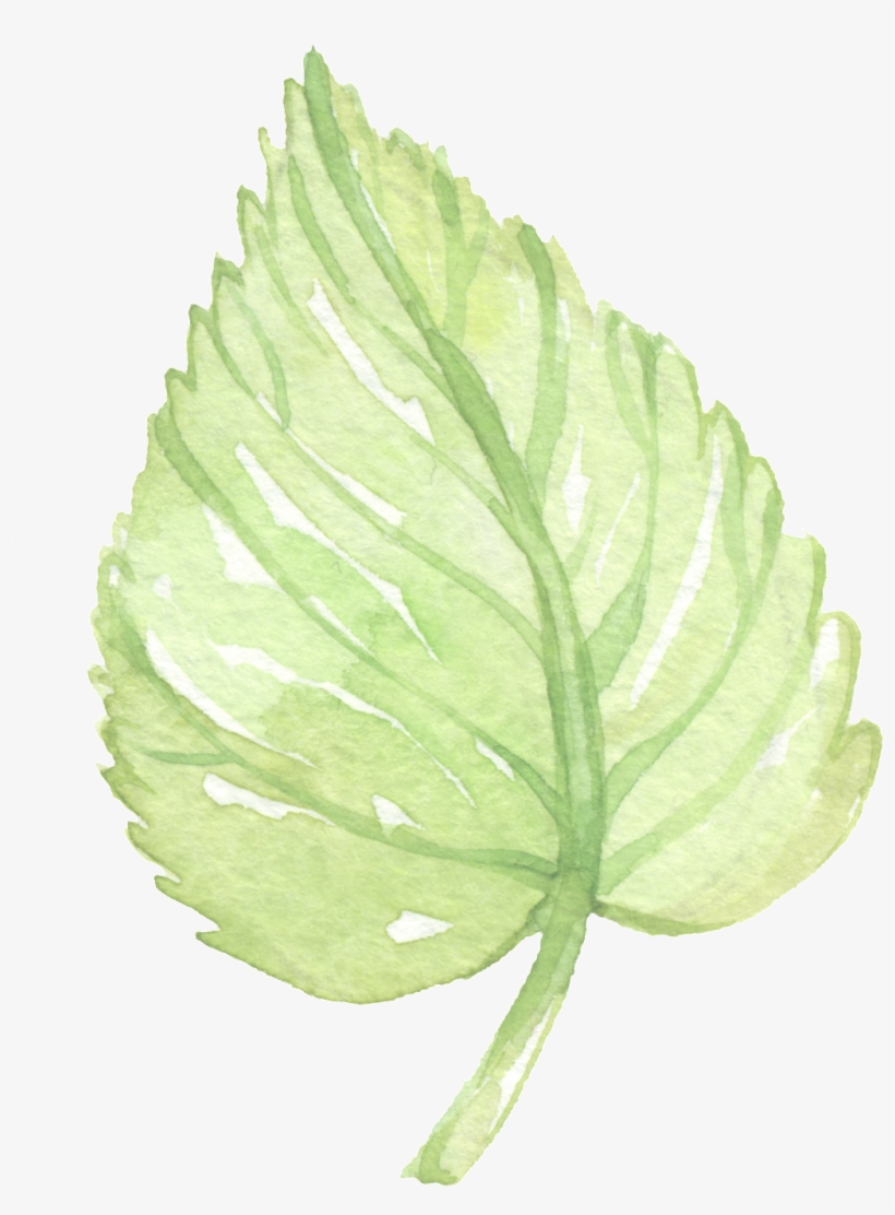 Hand Painted Green Leaf Png Element - Slippery Elm, transparent png #8741350