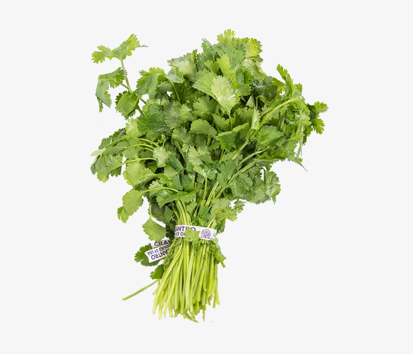 Cilantro - Parsley, transparent png #8742382