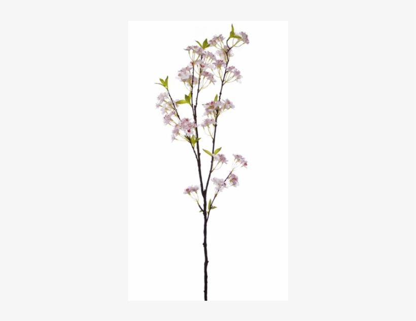 Magnolia, transparent png #8743116