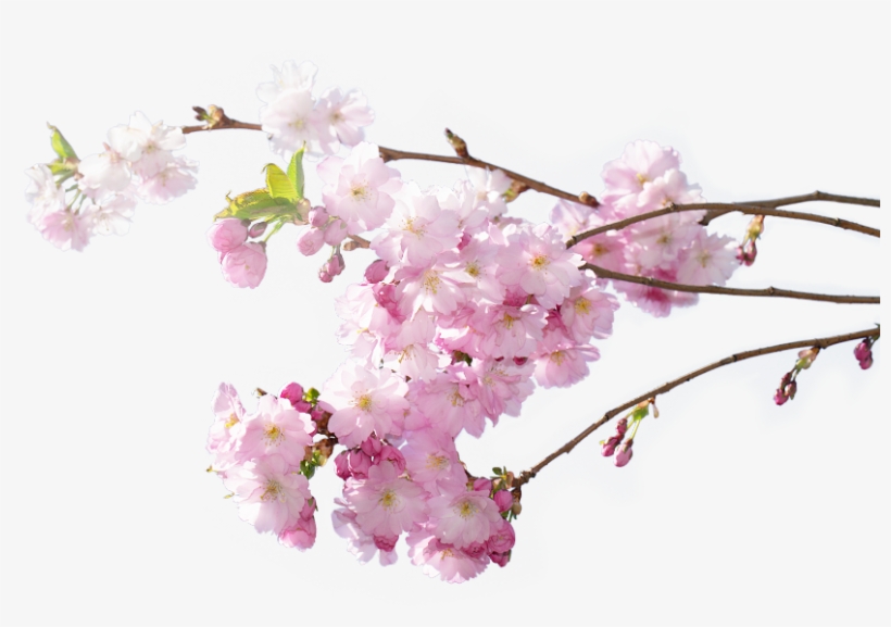 10 Pm 434073 Holiday Independence Day 12/26/2016 - Cherry Blossom, transparent png #8743332