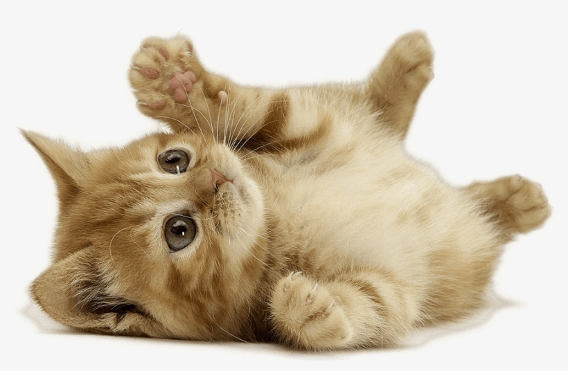 13 - Dünyanın En Şirin Hayvanı, transparent png #8745199