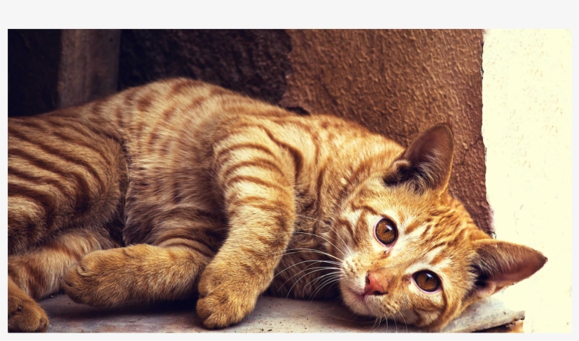 Common Cat Toxins - Cat, transparent png #8745879