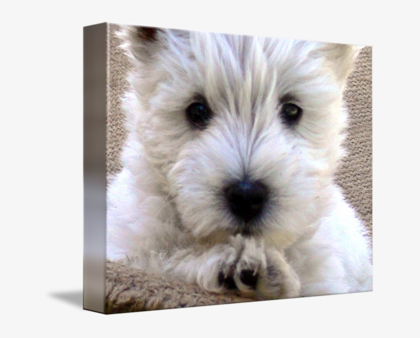 By West Highland White - West Highland White Terrier, transparent png #8746091