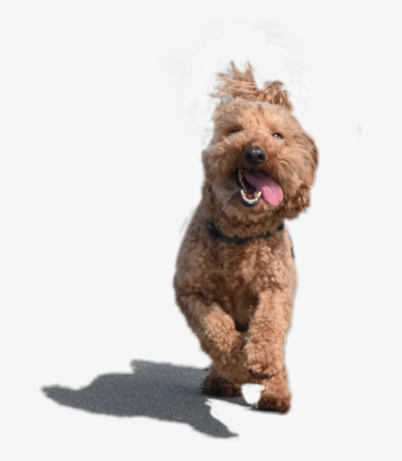 Adorablepup Dog Puppy Adorable Adorablepuppy Cute Pup - Companion Dog, transparent png #8746131