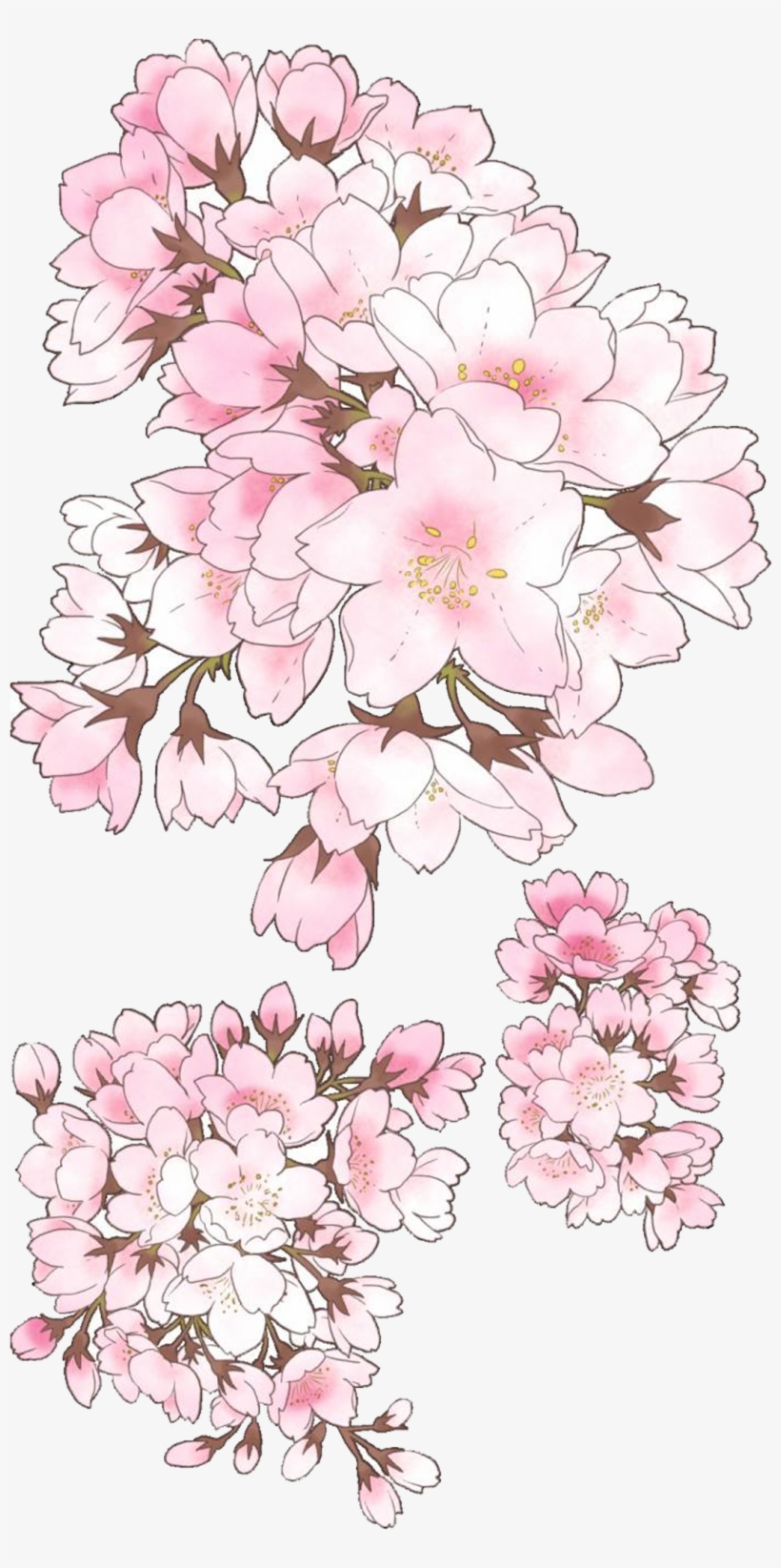Drawn Cherry Blossom Hand - Mountain Laurel, transparent png #8746915