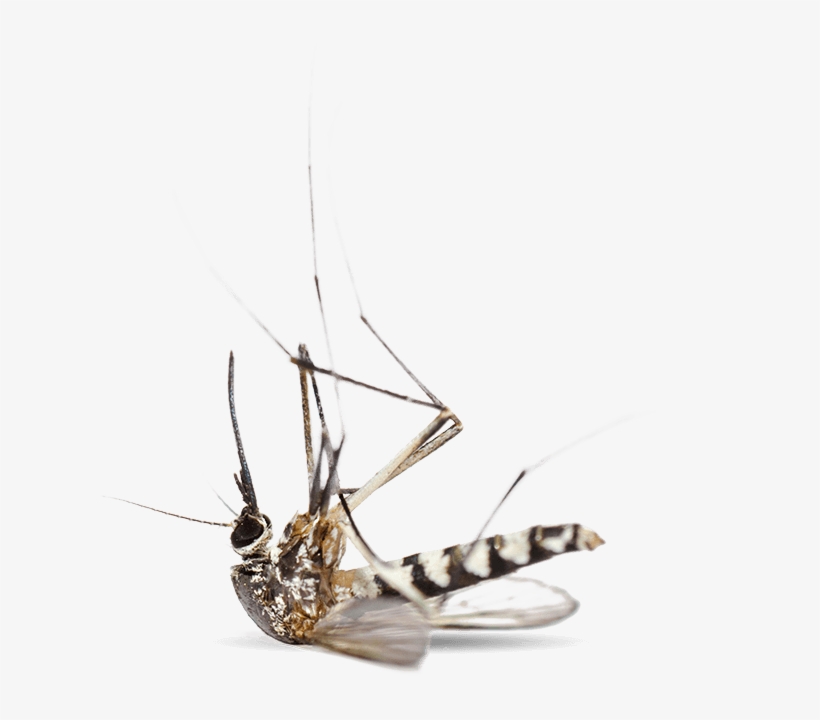 Our Mosquito & Tick Control Services - Mosquitoes Are Back, transparent png #8749751