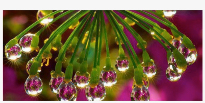 Flower Water Drop Reflection, transparent png #8750859