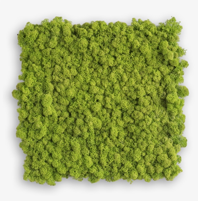 Rendiermos Schilderij 35 Cms X 35 Cms Mg - Stylegreen Islandmoos, transparent png #8752272