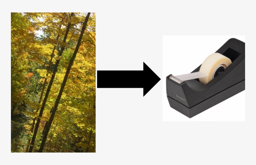 Follow Chembites - Tree, transparent png #8754319