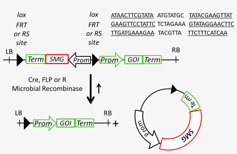 Figure 3 - - Marker Genes, transparent png #8754591