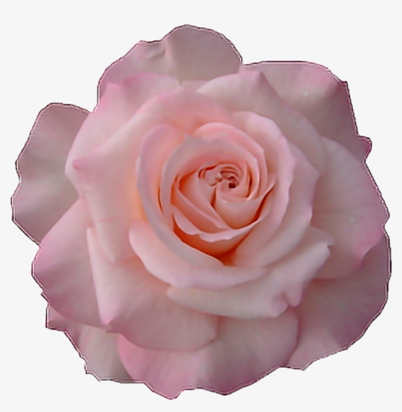 Tumblr Flower Transparent - Floribunda, transparent png #8754983
