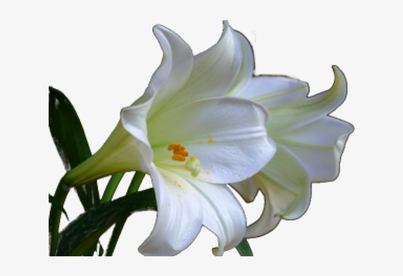 Easter Sunday Easter Lily, transparent png #8756416
