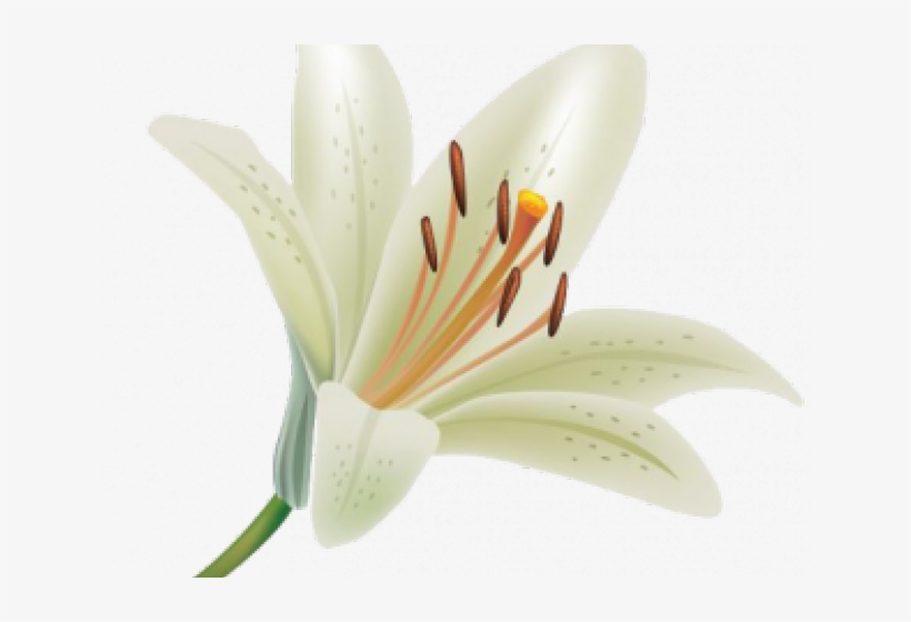 Lily Clipart Transparent Background - Lily Flower Transparent Background, transparent png #8756625