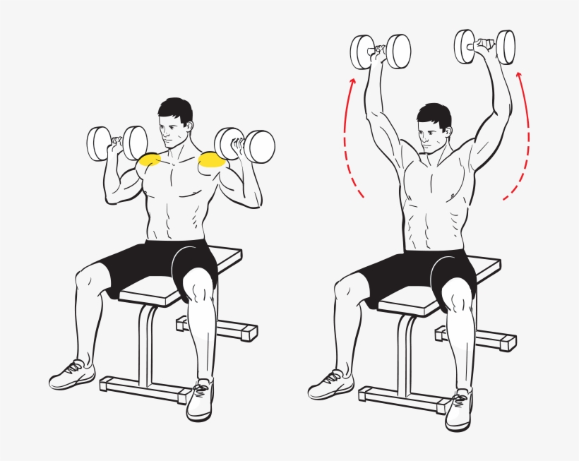 Seated Military Press - Biceps Curl, transparent png #8756778
