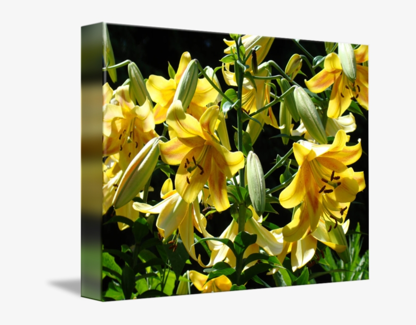 Lilies Yellow Lily Art Prints Floral Basle - Lily Flower, transparent png #8756965