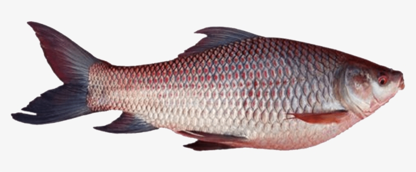 Free Png Download Ghol Fish Png Png Images Background - Rohu Fish Tamil Name, transparent png #8757924