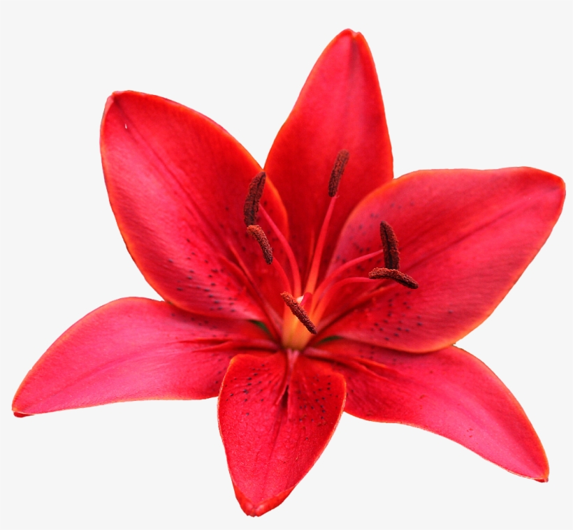 Lily Sticker - Orange Lily, transparent png #8758774
