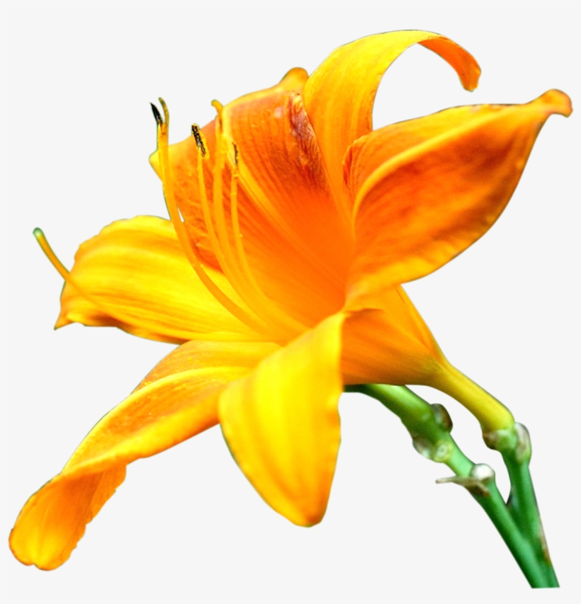 Lilly Flower Png Images Pics Photos For Designs - Orange Lily, transparent png #8758873