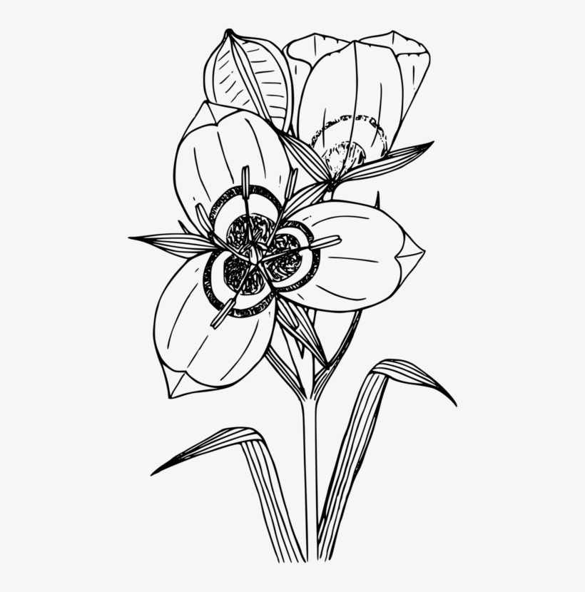 Drawing Computer Icons Sego Lily Flower Coloring Book - Sego Lily Clipart, transparent png #8758968