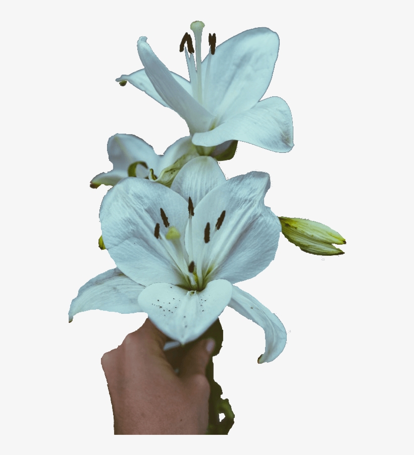 Lilies Sympathy Flowers - Stargazer Lily, transparent png #8759020