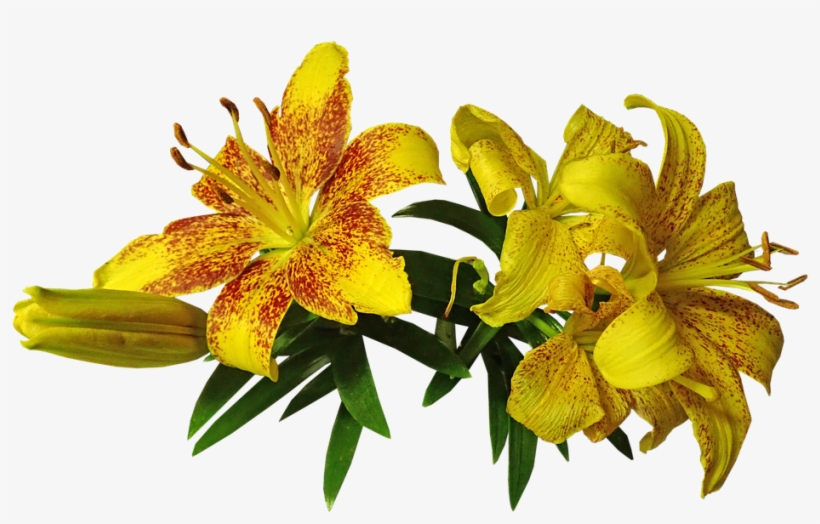 Lily, Asiatic, Flower, Bulb, Garden, Nature - Tiger Lily, transparent png #8759217